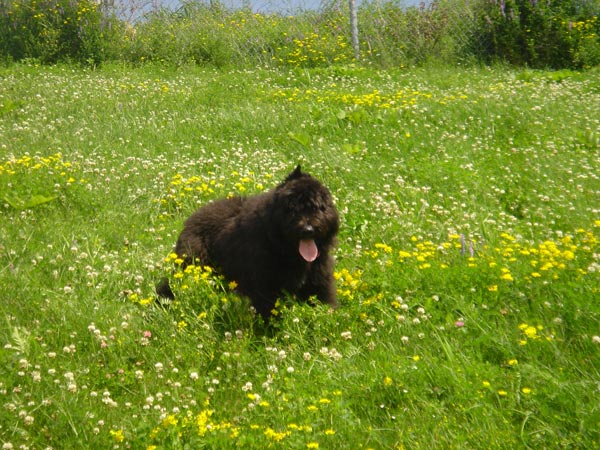 Truffe Noire Bouvier des Flandres