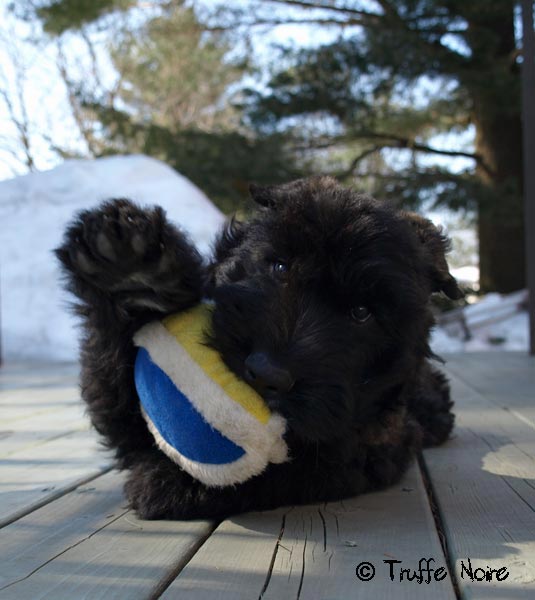 Truffe Noire Bouvier des Flandres